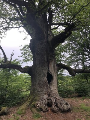 Freianlagenplanung_Leistungen_Baumkontrolle_Umweltplanung_Leistungen_Biotoptypenkartierung_IMG_4400